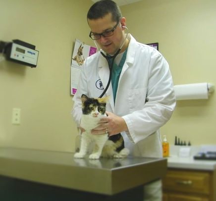 Dr. Peterson taking the vital signs of a kitten.